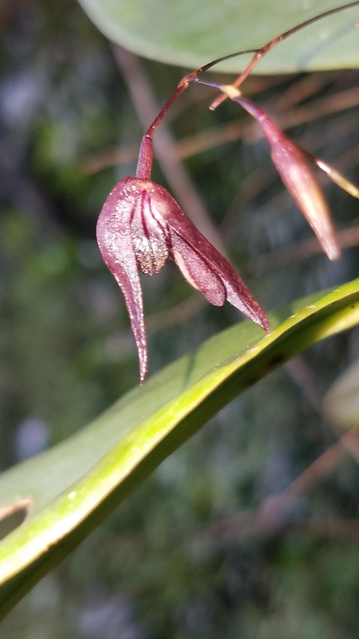 Pleurothallis pachyglossa